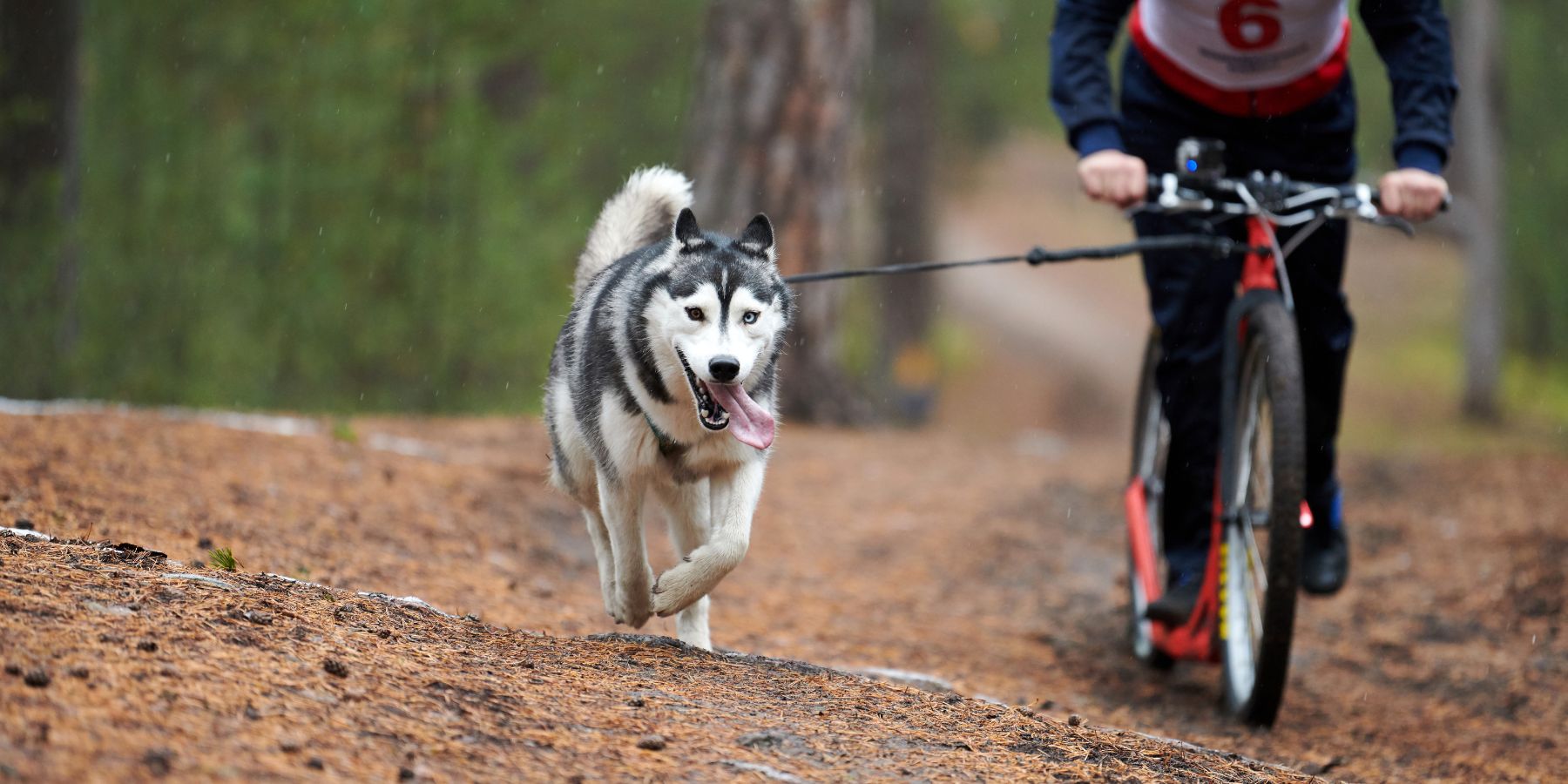 Training Tips for a Safe and Enjoyable Bikejoring Experience