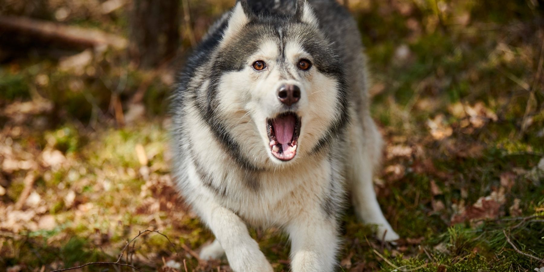 When to Use Bark Commands: Tips for Responsible Training!